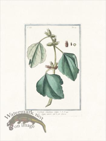 Bonelli 674 Canada cockleburr